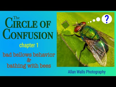 The Circle of Confusion - bellows and bees