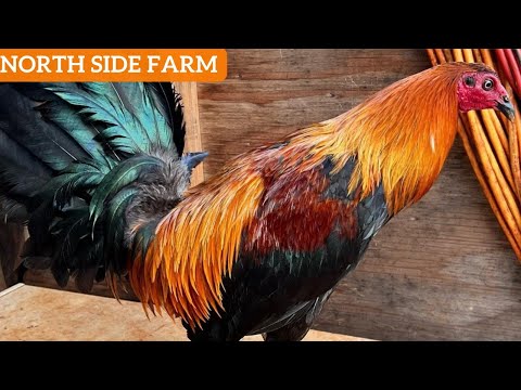 QUALITY Big Farm - NorthSide Beautiful Birds Hawaii