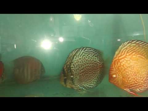 Discus Fish Infection Source | Treatment of Discus Fish | Tetracycline | Middle Man making profit
