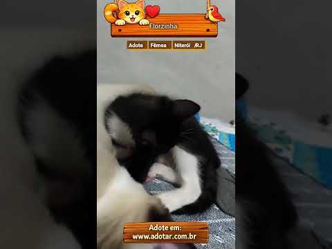 Vídeo de Florzinha