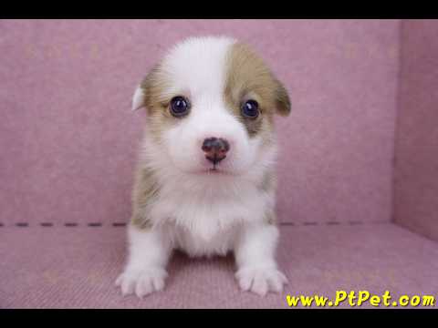 09/22雙色柯基犬母幼犬1號(屏東市)