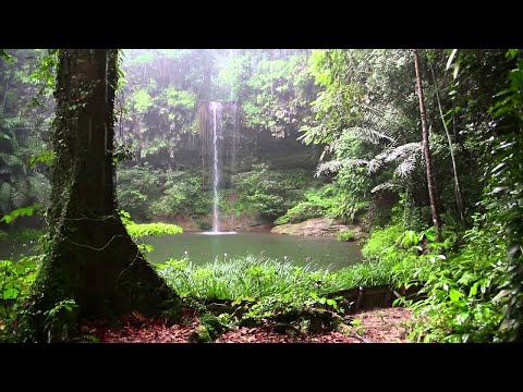 Dźwięk deszczu i las deszczowy - ulewny deszcz do snu, nauki i relaksu