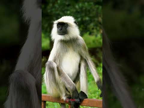 Discover Kapildhara Waterfall in Pachmarhi Hills | Nature's Wonder | Hidden Gem of Madhya Pradesh