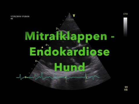 Mitralklappen-Endokardiose CHIEF B1