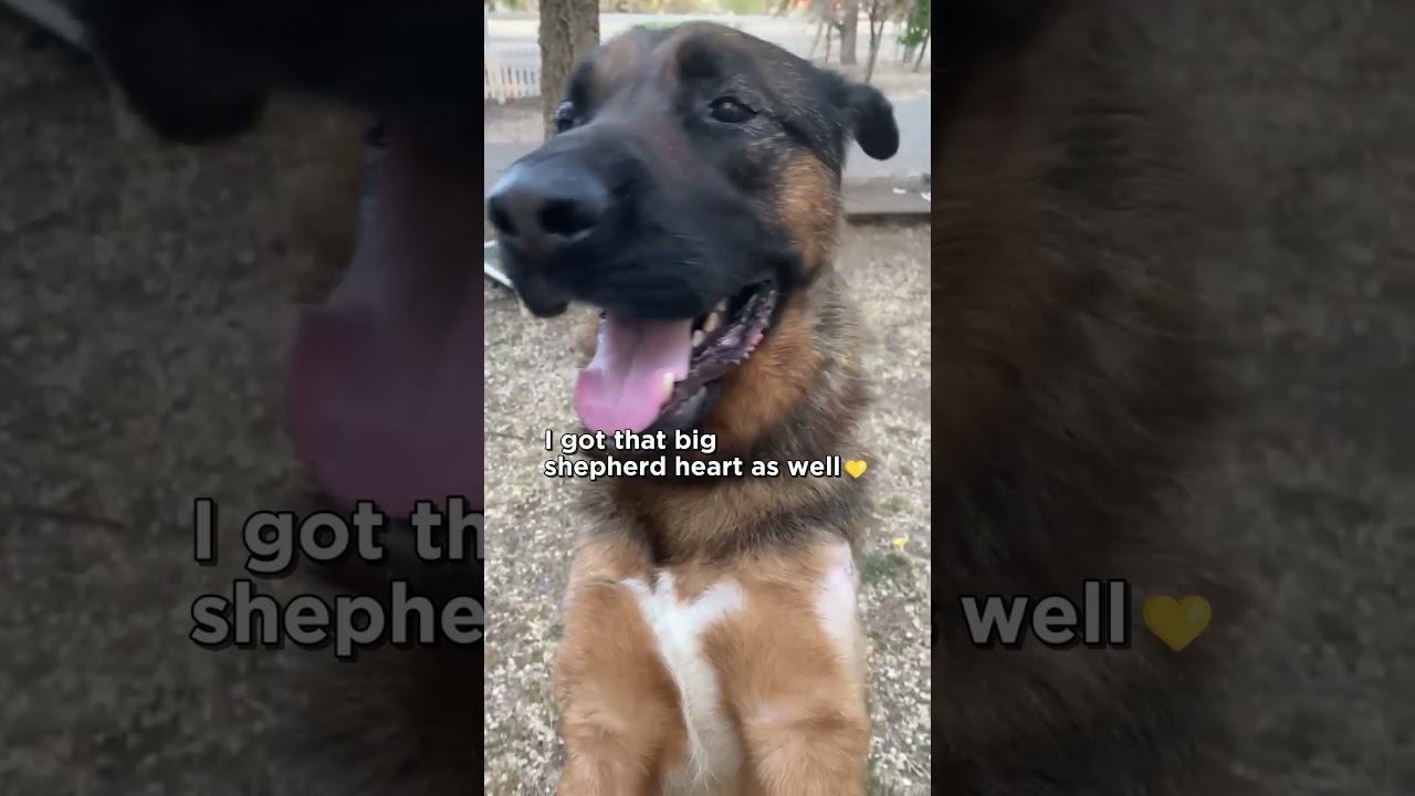 Enlarge Tye, a ADOPTABLE German Shepherd Dog in Acton, CA video 2/4