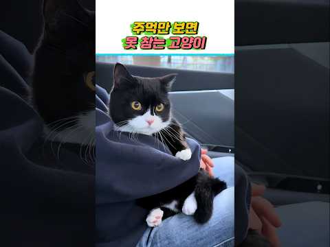 주먹만 보면 못 참는 고양이