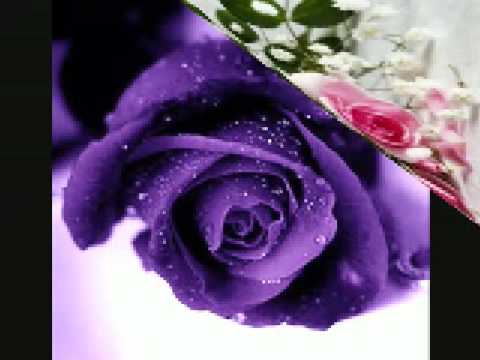 O šípkových růžích