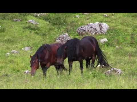 Forni Avoltri & Sappada