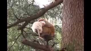 preview picture of video 'White Albino Rhesus Monkey (Macaca mulatta) at McLeod Ganj'