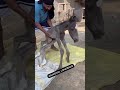 Horse Video Horselover Punjabi Trending Subscribe Shorts