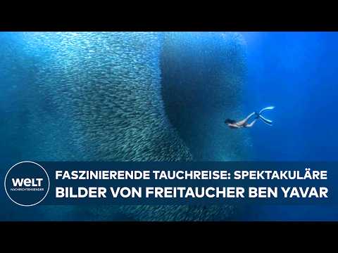 SPEKTAKULÄRE BILDER AUS DEM OZEAN: Atemberaubende Aufnahmen von Freitaucher Ben Yavar