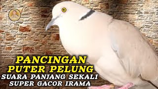 Download lagu Terbaru Puter Pelung Suara Panjang Sekali Irama Aduhai Syahdu Buat Pancingan ‼️ mp3 Download lagu Terbaru Puter Pelung Suara Panjang Sekali Irama Aduhai Syahdu Buat Pancingan ‼️ mp3