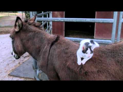 Esel und freche Katze 1
