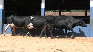 Vídeo 51 - 1ª ETAPA MEGA LIQUIDAÇÃO TOTAL AGROPECUÁRIA MARAJOARA - DIA 4 | GADO GIROLANDO E HOLANDÊS