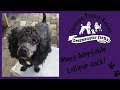 Video thumbnail 12 — Lollipup Jack - An SOS Dog!