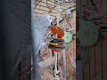 African Grey Parrot with the Timbo Parrot Toy