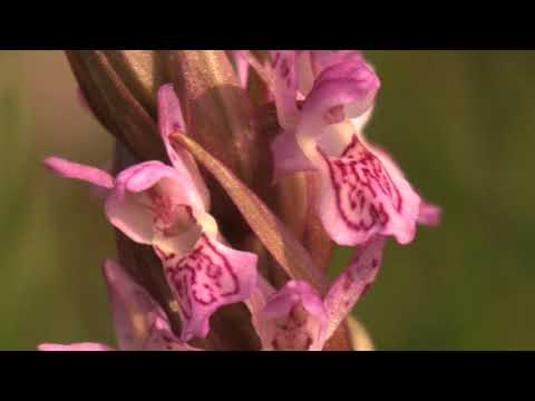 , title : 'Inflorescence of the spotted orchis 🔴'