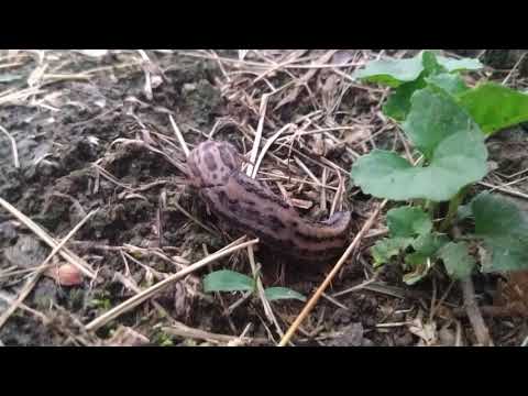 SLUG INVASION!!!!!
