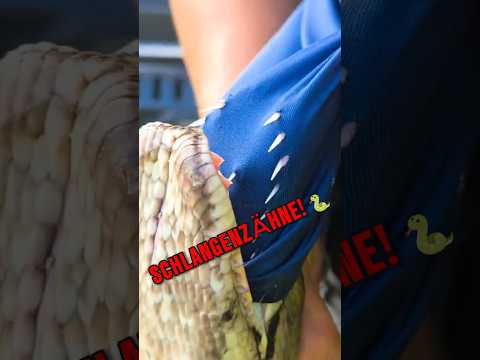 Warum haben Schlangen über 100 Zähne? 🐍😱 #tiere #shorts