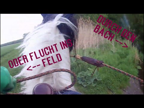 Wasserscheue Deirdre - wie man den Bach nicht durchquert