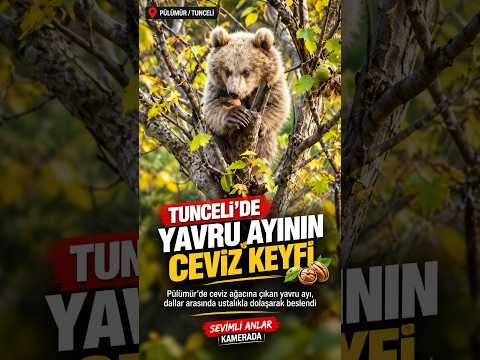 Tunceli'de yavru ayının ceviz keyfi kamerada! #Tunceli #Pülümür #YavruAyı #YabanHayatı #Doğa