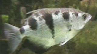 preview picture of video 'Fully grown Archerfish / Schützenfische @ Kölner Zoo [33/52]'