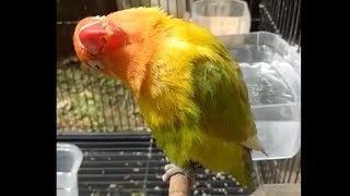 Download lagu love bird ngekek panjang dengan gaya unik cocok untuk masteran paud mp3