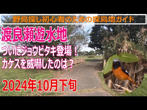 ハイイロヒタキを庭に引き付ける方法とその理由は何ですか？  庭園