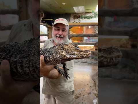 How to Safely Capture and Handle Caiman: Field Techniques