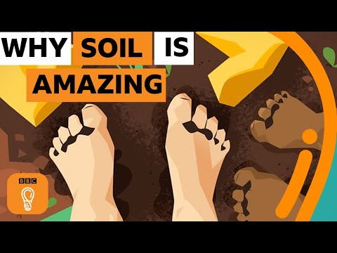 Why soil is one of the most amazing things on Earth | BBC Ideas