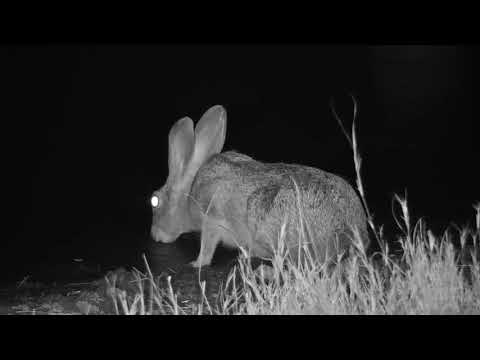 Djuma: Scrub Hare drinking - 19:30 - 07/05/19