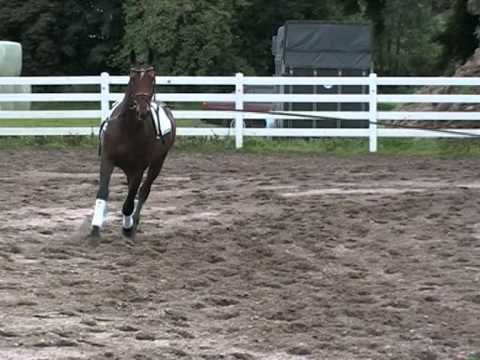 Bon Jovi 2010 stallion