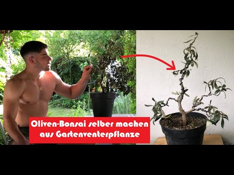 Oliven-BONSAI in 20 Minuten. So machst du deinen eigenen BONSAI.  DIY Tutorial für Einsteiger
