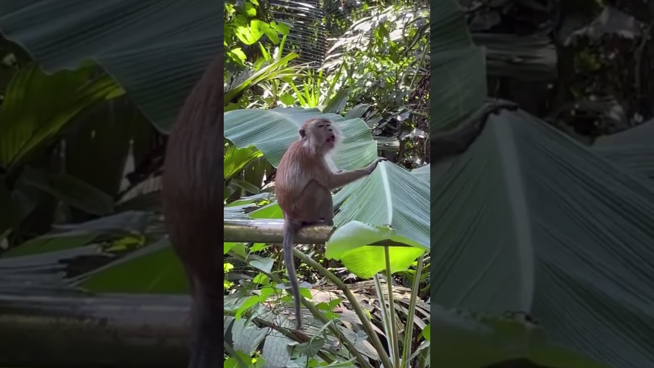 YouTube Short thumbnail