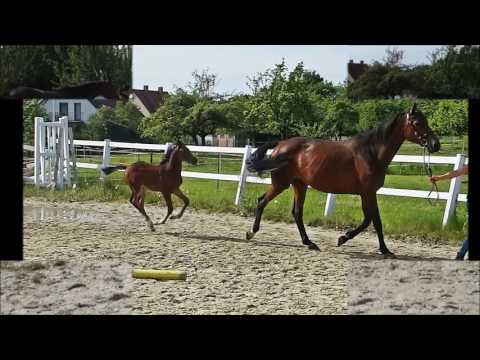 Hengstfohlen von Diarado x Contender