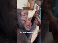 A very friendly chimpanzee.#shorts #animals #chimpanzee #friendship #heartwarming