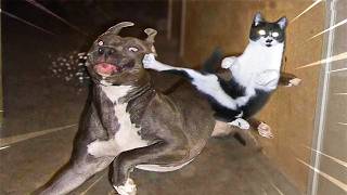 Momentos hilários de animais registrado nas câmeras! #2