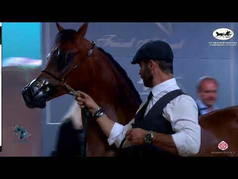 N 2 BELLA AL AWAL   The Kingdom International Championship For AH 2022   Yearling Fillies Class 1A