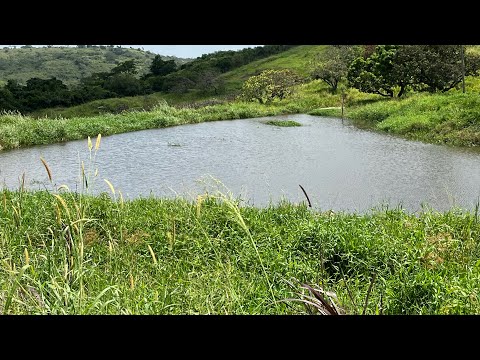 SÍTIO Á VENDA 6 HECTARES ESCRITURA PÚBLICA ZAP 83 9 9617-1757 IVANILSON CORRETOR  