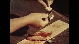 Vintage Surf Fishing for Striped Bass and Channel Bass - IGFA archives