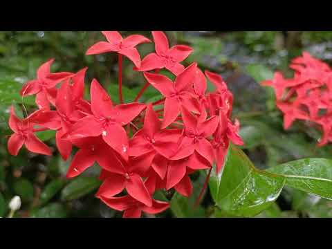 ultra 4k vedio Video  Flower  Shahriar ######