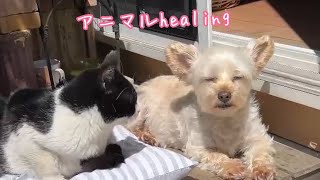 🐶癒しのアニマルhealing🐱ほっこりする仲良しな犬猫さん達