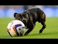 Dog scores goal in mls match