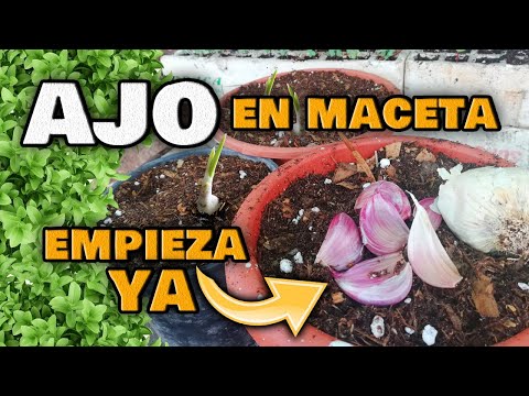 , title : 'Cómo Cultivar AJOS en CASA sin PARAR 🌱 Guía DEFINITIVA | Germinar y Plantar ajo en Maceta'