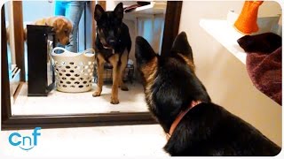 Guard Dog Training | The Scary Reflection