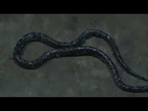 Snake In The Kitchen Marife Almost Stepped On It