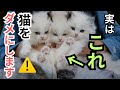 【超注意】⚠️超凶暴になる危険性あり⚠️猫のダメな甘やかし方5選