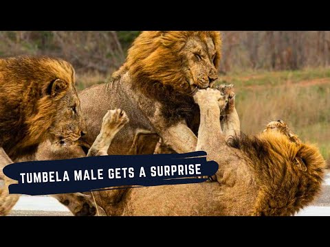 PLAINS CAMP MALES ATTACK TUMBELA MALE - THE TUMBELA MALE LION FACES HIS RIVALS - LIONS OF SABI SAND