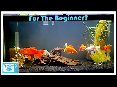 Keeping Goldfish: What You Should Know BEFORE Buying Goldfish!