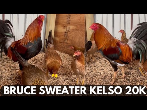 Bruce Barnett Sweater Kelso 20k Penny Hatch Red Newark Farm Beautiful Birds Farm Visit